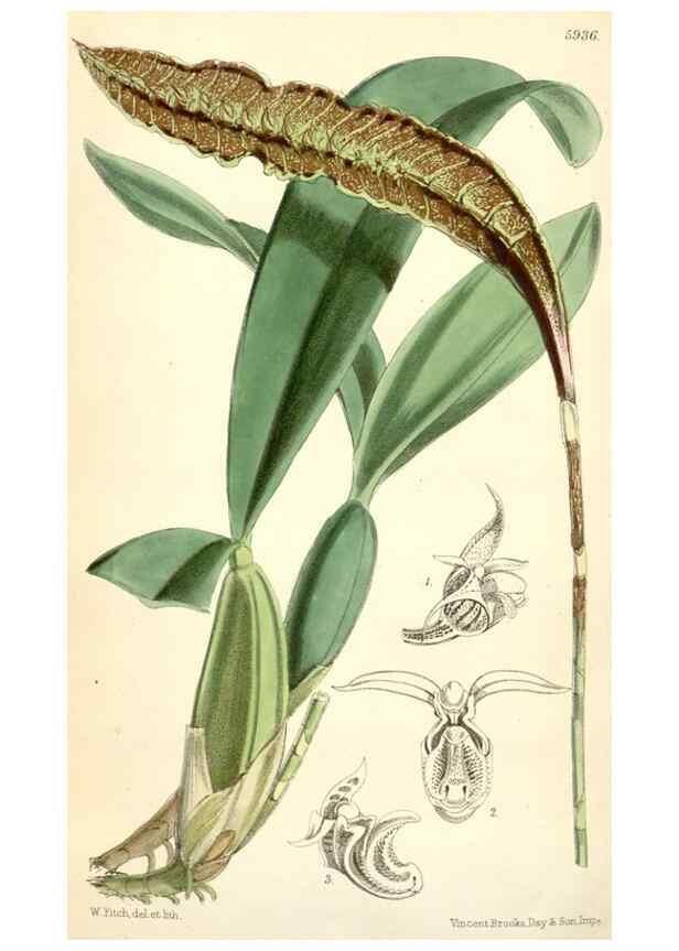 Reproducción/Reproduction 8393060932: Curtis's botanical magazine.. London ;New York [etc.] :Academic Press [etc.]