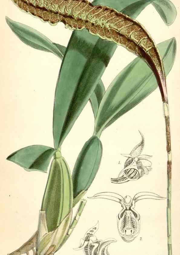 Reproducción/Reproduction 8393060932: Curtis's botanical magazine.. London ;New York [etc.] :Academic Press [etc.]