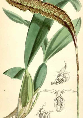 Reproducción/Reproduction 8393060932: Curtis's botanical magazine.. London ;New York [etc.] :Academic Press [etc.]