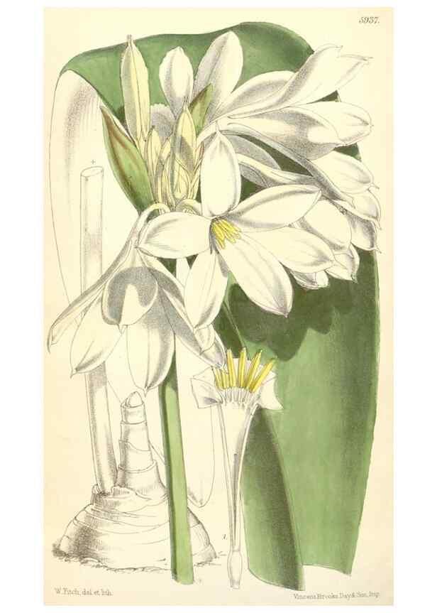 Reproducción/Reproduction 8391978441: Curtis's botanical magazine.. London ;New York [etc.] :Academic Press [etc.]