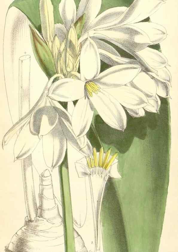 Reproducción/Reproduction 8391978441: Curtis's botanical magazine.. London ;New York [etc.] :Academic Press [etc.]