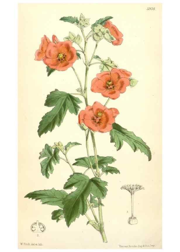 Reproducción/Reproduction 8393062588: Curtis's botanical magazine.. London ;New York [etc.] :Academic Press [etc.]