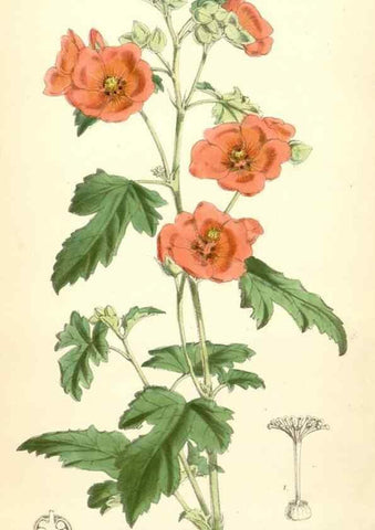 Reproducción/Reproduction 8393062588: Curtis's botanical magazine.. London ;New York [etc.] :Academic Press [etc.]