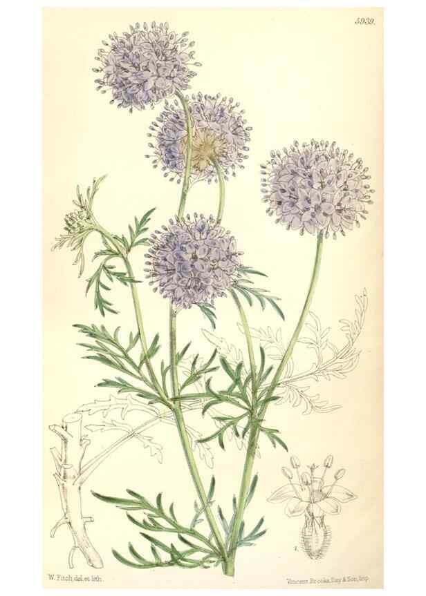 Reproducción/Reproduction 8391979585: Curtis's botanical magazine.. London ;New York [etc.] :Academic Press [etc.]