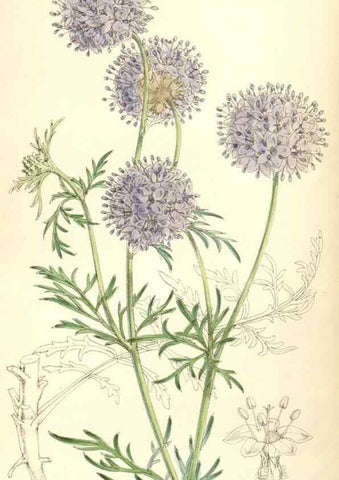 Reproducción/Reproduction 8391979585: Curtis's botanical magazine.. London ;New York [etc.] :Academic Press [etc.]