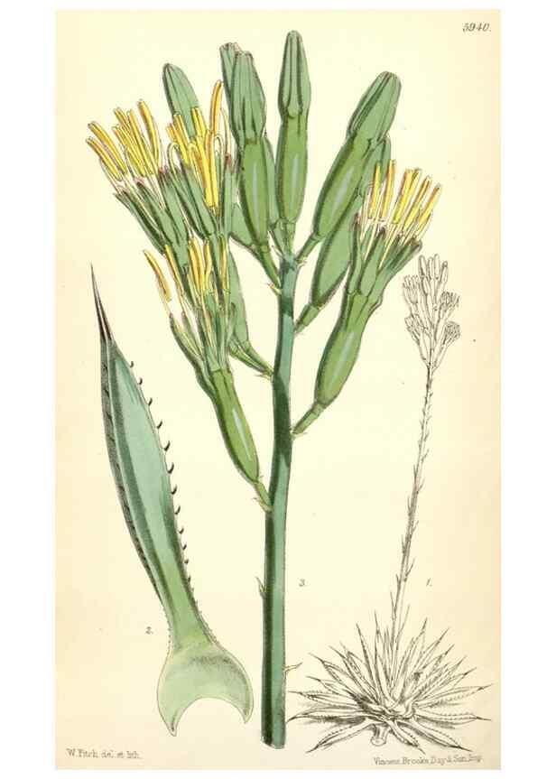 Reproducción/Reproduction 8391980131: Curtis's botanical magazine.. London ;New York [etc.] :Academic Press [etc.]