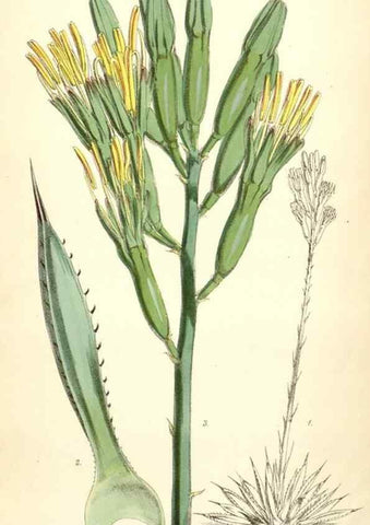 Reproducción/Reproduction 8391980131: Curtis's botanical magazine.. London ;New York [etc.] :Academic Press [etc.]