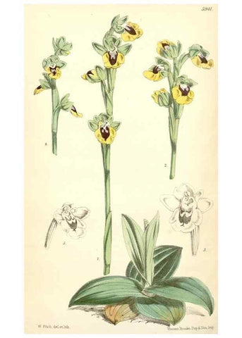 Reproducción/Reproduction 8393064370: Curtis's botanical magazine.. London ;New York [etc.] :Academic Press [etc.]