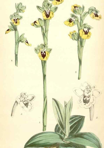 Reproducción/Reproduction 8393064370: Curtis's botanical magazine.. London ;New York [etc.] :Academic Press [etc.]