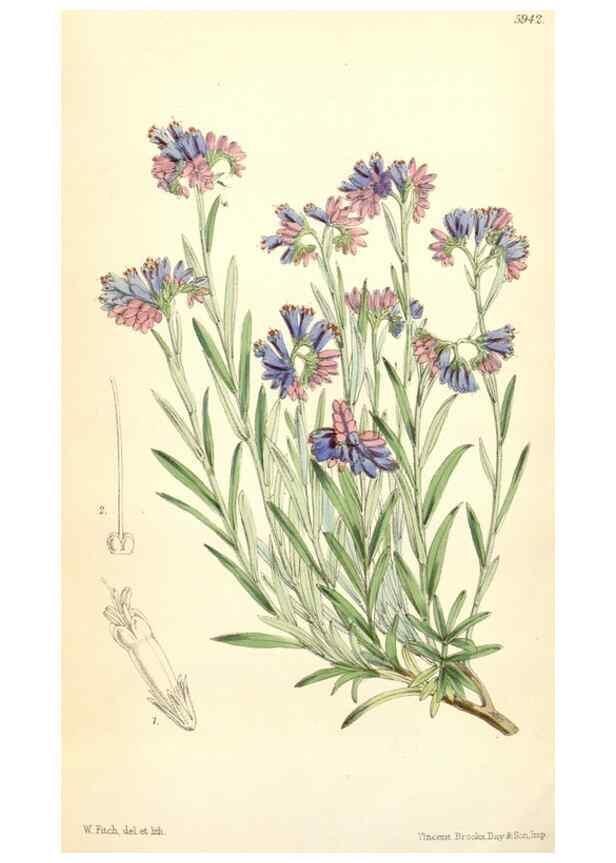 Reproducción/Reproduction 8391981335: Curtis's botanical magazine.. London ;New York [etc.] :Academic Press [etc.]