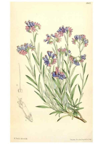 Reproducción/Reproduction 8391981335: Curtis's botanical magazine.. London ;New York [etc.] :Academic Press [etc.]