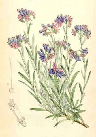 Reproducción/Reproduction 8391981335: Curtis's botanical magazine.. London ;New York [etc.] :Academic Press [etc.]