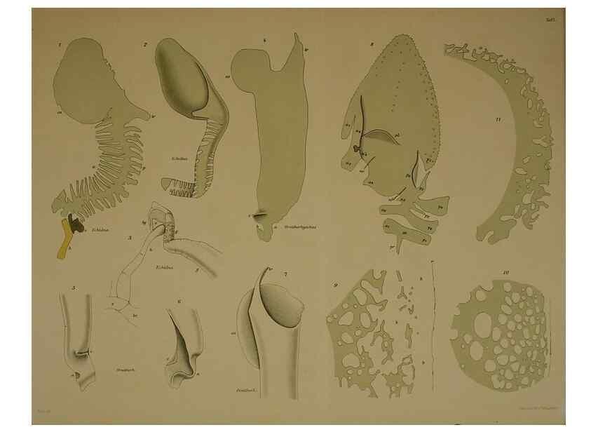 Reproducción/Reproduction 8404463511: Ohrknorpel und äusseres ohr der Säugetiere;. Kopenhagen[Nielsen & Lydiche (A. Simmelkiær)]1912.