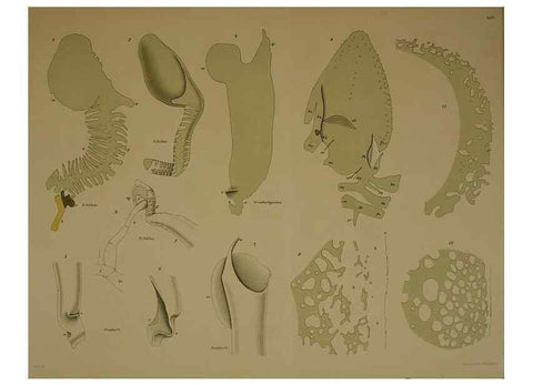 Reproducción/Reproduction 8404463511: Ohrknorpel und äusseres ohr der Säugetiere;. Kopenhagen[Nielsen & Lydiche (A. Simmelkiær)]1912.