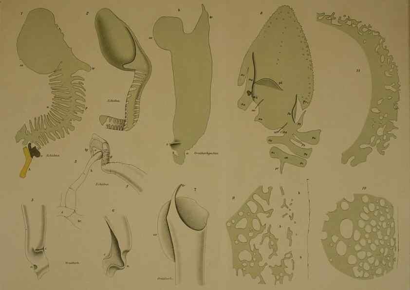 Reproducción/Reproduction 8404463511: Ohrknorpel und äusseres ohr der Säugetiere;. Kopenhagen[Nielsen & Lydiche (A. Simmelkiær)]1912.