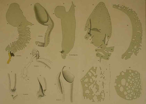 Reproducción/Reproduction 8404463511: Ohrknorpel und äusseres ohr der Säugetiere;. Kopenhagen[Nielsen & Lydiche (A. Simmelkiær)]1912.