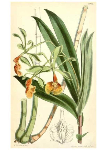 Reproducción/Reproduction 8391972469: Curtis's botanical magazine.. London ;New York [etc.] :Academic Press [etc.]