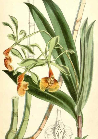 Reproducción/Reproduction 8391972469: Curtis's botanical magazine.. London ;New York [etc.] :Academic Press [etc.]