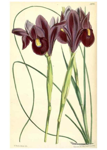 Reproducción/Reproduction 8393055398: Curtis's botanical magazine.. London ;New York [etc.] :Academic Press [etc.]