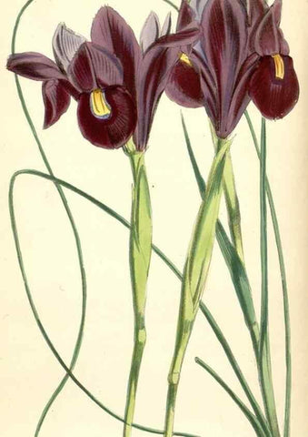Reproducción/Reproduction 8393055398: Curtis's botanical magazine.. London ;New York [etc.] :Academic Press [etc.]