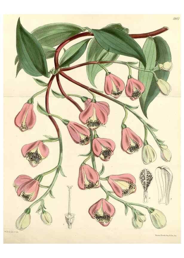 Reproducción/Reproduction 8393054824: Curtis's botanical magazine.. London ;New York [etc.] :Academic Press [etc.]