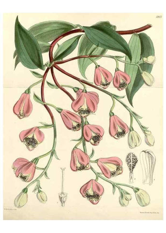 Reproducción/Reproduction 8393054824: Curtis's botanical magazine.. London ;New York [etc.] :Academic Press [etc.]