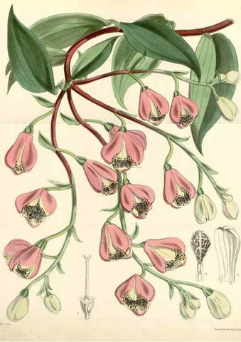 Reproducción/Reproduction 8393054824: Curtis's botanical magazine.. London ;New York [etc.] :Academic Press [etc.]