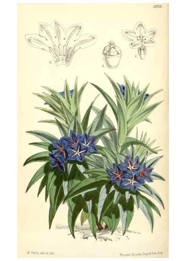 Reproducción/Reproduction 8391970899: Curtis's botanical magazine.. London ;New York [etc.] :Academic Press [etc.]