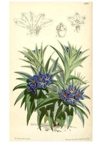 Reproducción/Reproduction 8391970899: Curtis's botanical magazine.. London ;New York [etc.] :Academic Press [etc.]