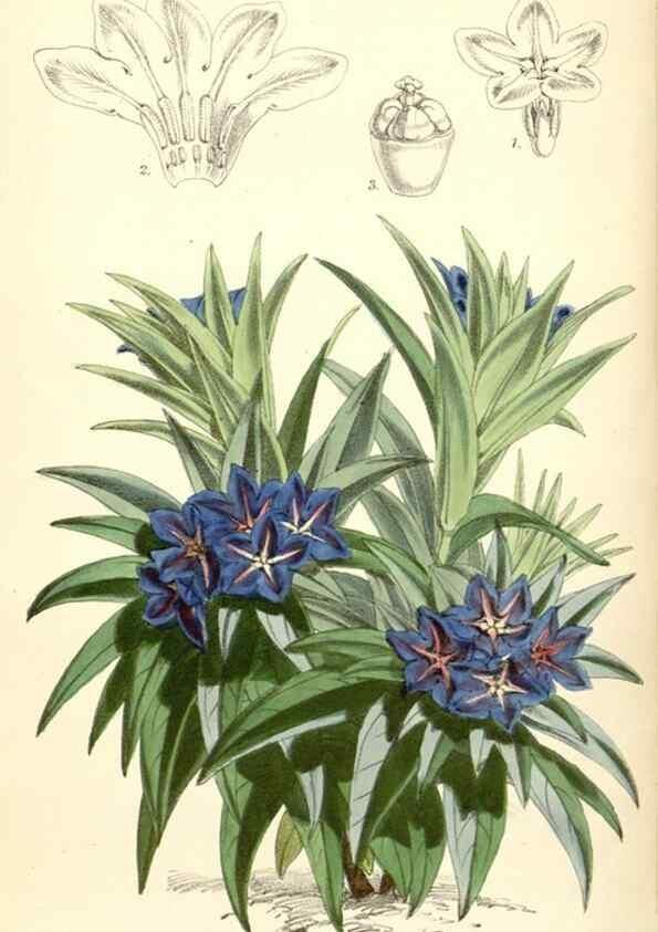 Reproducción/Reproduction 8391970899: Curtis's botanical magazine.. London ;New York [etc.] :Academic Press [etc.]