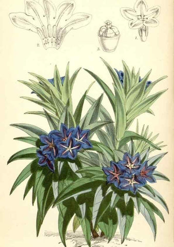 Reproducción/Reproduction 8391970899: Curtis's botanical magazine.. London ;New York [etc.] :Academic Press [etc.]