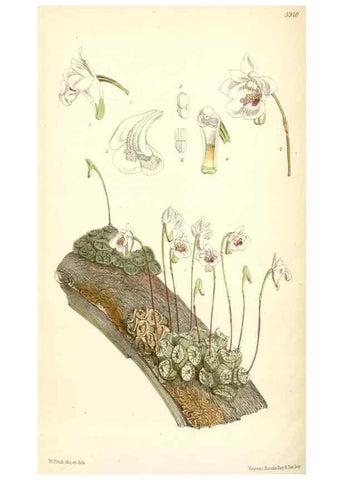 Reproducción/Reproduction 8391958829: Curtis's botanical magazine.. London ;New York [etc.] :Academic Press [etc.]