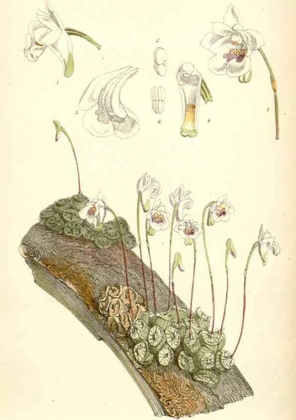 Reproducción/Reproduction 8391958829: Curtis's botanical magazine.. London ;New York [etc.] :Academic Press [etc.]