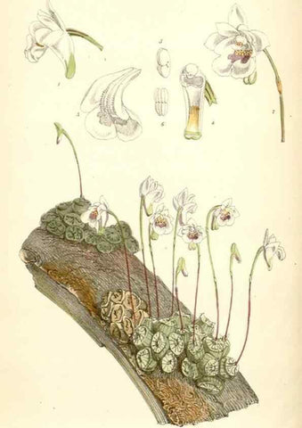 Reproducción/Reproduction 8391958829: Curtis's botanical magazine.. London ;New York [etc.] :Academic Press [etc.]