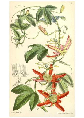 Reproducción/Reproduction 8391959907: Curtis's botanical magazine.. London ;New York [etc.] :Academic Press [etc.]