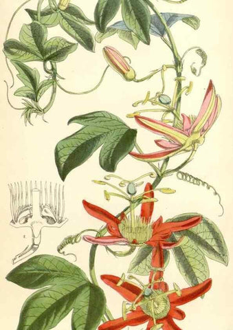 Reproducción/Reproduction 8391959907: Curtis's botanical magazine.. London ;New York [etc.] :Academic Press [etc.]