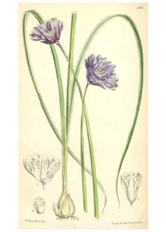 Reproducción/Reproduction 8393043852: Curtis's botanical magazine.. London ;New York [etc.] :Academic Press [etc.]