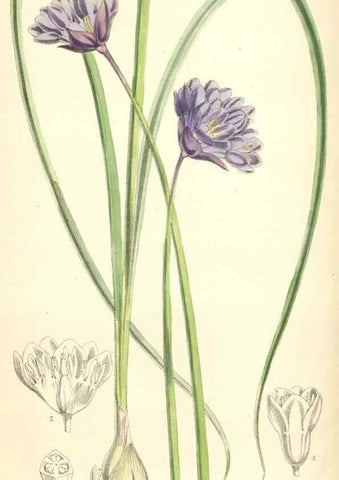 Reproducción/Reproduction 8393043852: Curtis's botanical magazine.. London ;New York [etc.] :Academic Press [etc.]