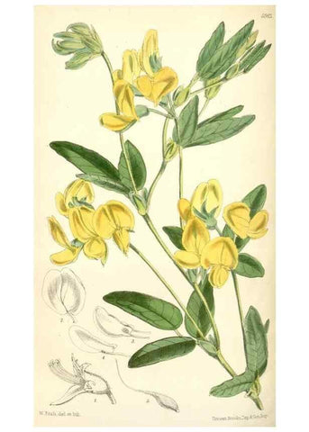 Reproducción/Reproduction 8391961367: Curtis's botanical magazine.. London ;New York [etc.] :Academic Press [etc.]