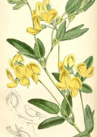 Reproducción/Reproduction 8391961367: Curtis's botanical magazine.. London ;New York [etc.] :Academic Press [etc.]