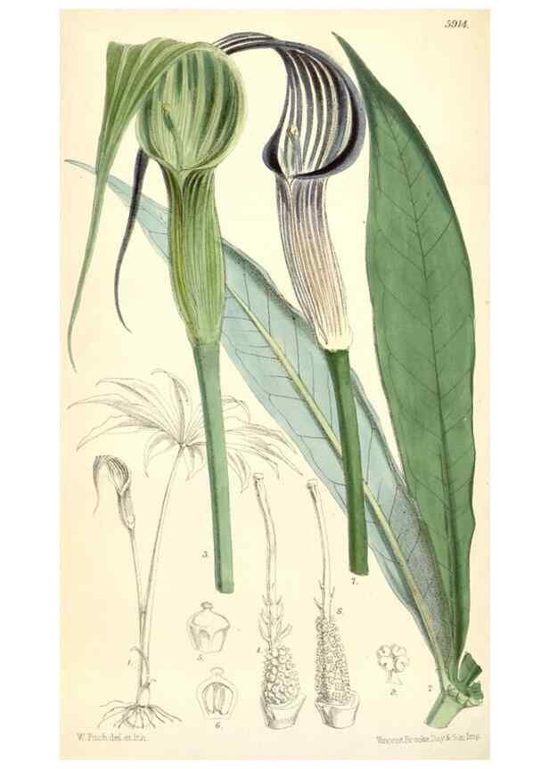 Reproducción/Reproduction 8391961915: Curtis's botanical magazine.. London ;New York [etc.] :Academic Press [etc.]