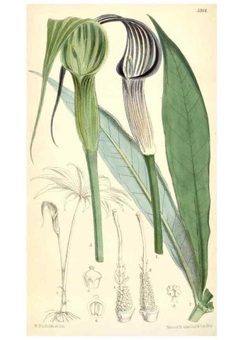Reproducción/Reproduction 8391961915: Curtis's botanical magazine.. London ;New York [etc.] :Academic Press [etc.]