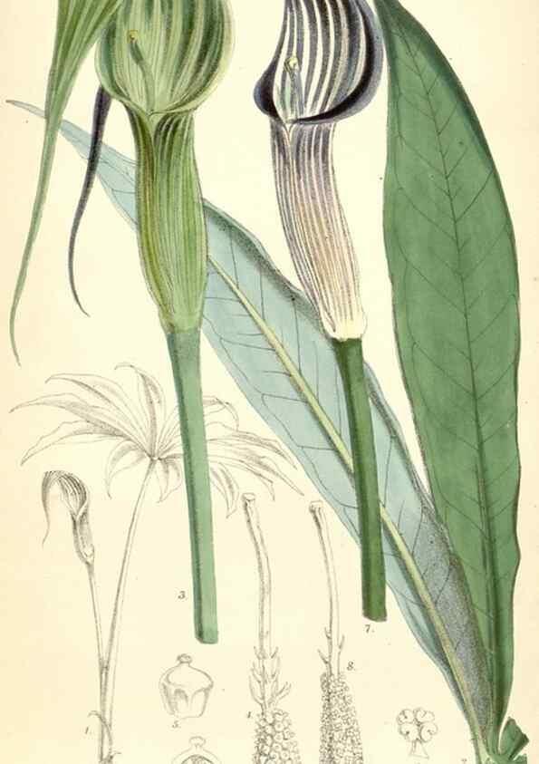 Reproducción/Reproduction 8391961915: Curtis's botanical magazine.. London ;New York [etc.] :Academic Press [etc.]