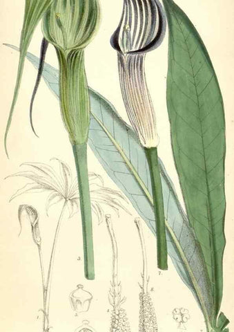 Reproducción/Reproduction 8391961915: Curtis's botanical magazine.. London ;New York [etc.] :Academic Press [etc.]