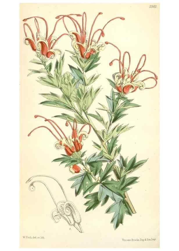 Reproducción/Reproduction 8391962507: Curtis's botanical magazine.. London ;New York [etc.] :Academic Press [etc.]
