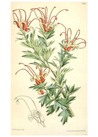 Reproducción/Reproduction 8391962507: Curtis's botanical magazine.. London ;New York [etc.] :Academic Press [etc.]