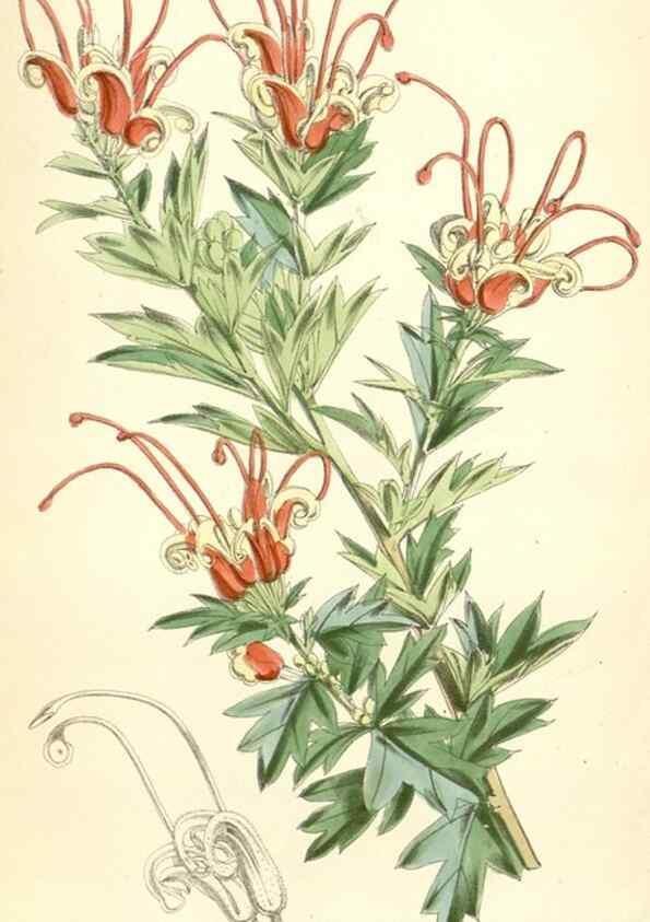 Reproducción/Reproduction 8391962507: Curtis's botanical magazine.. London ;New York [etc.] :Academic Press [etc.]
