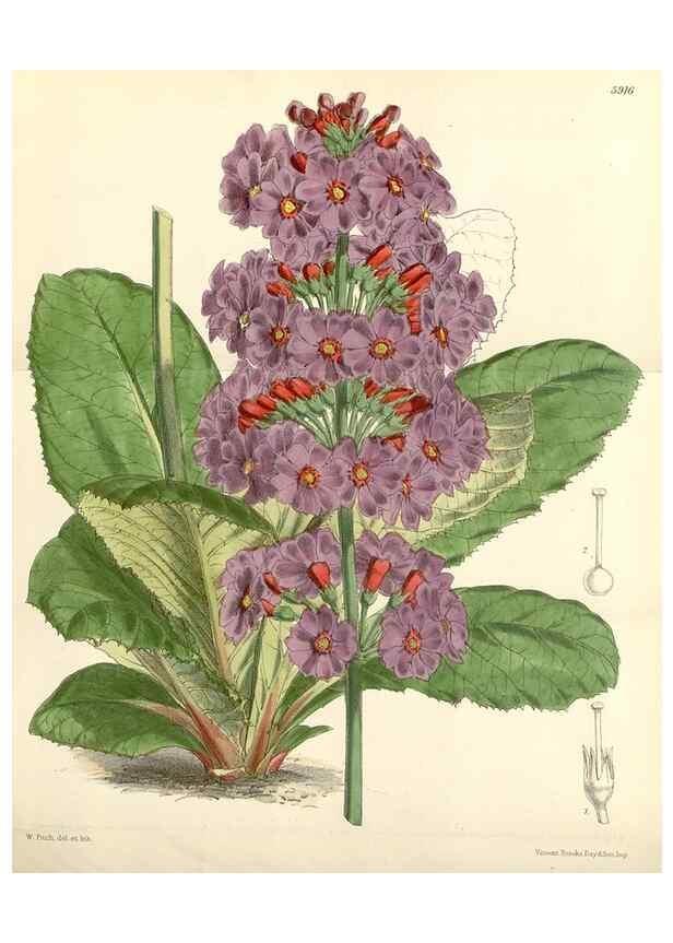 Reproducción/Reproduction 8393046188: Curtis's botanical magazine.. London ;New York [etc.] :Academic Press [etc.]