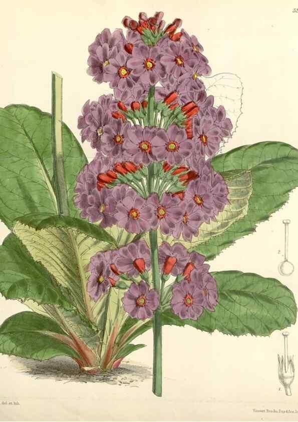 Reproducción/Reproduction 8393046188: Curtis's botanical magazine.. London ;New York [etc.] :Academic Press [etc.]