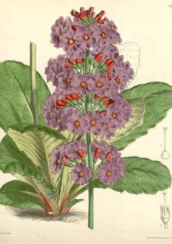 Reproducción/Reproduction 8393046188: Curtis's botanical magazine.. London ;New York [etc.] :Academic Press [etc.]